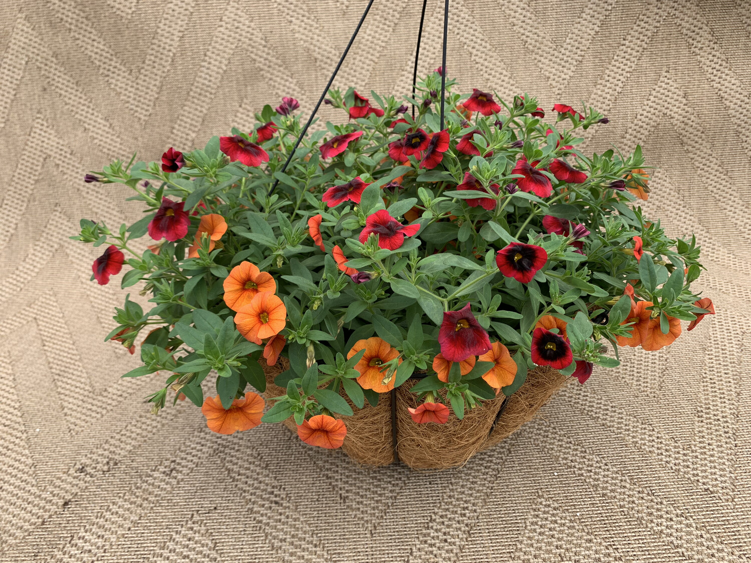 Calibrachoa Mixed: Pomegrante, Dreamsicle - 14" Coco-Moss Basket