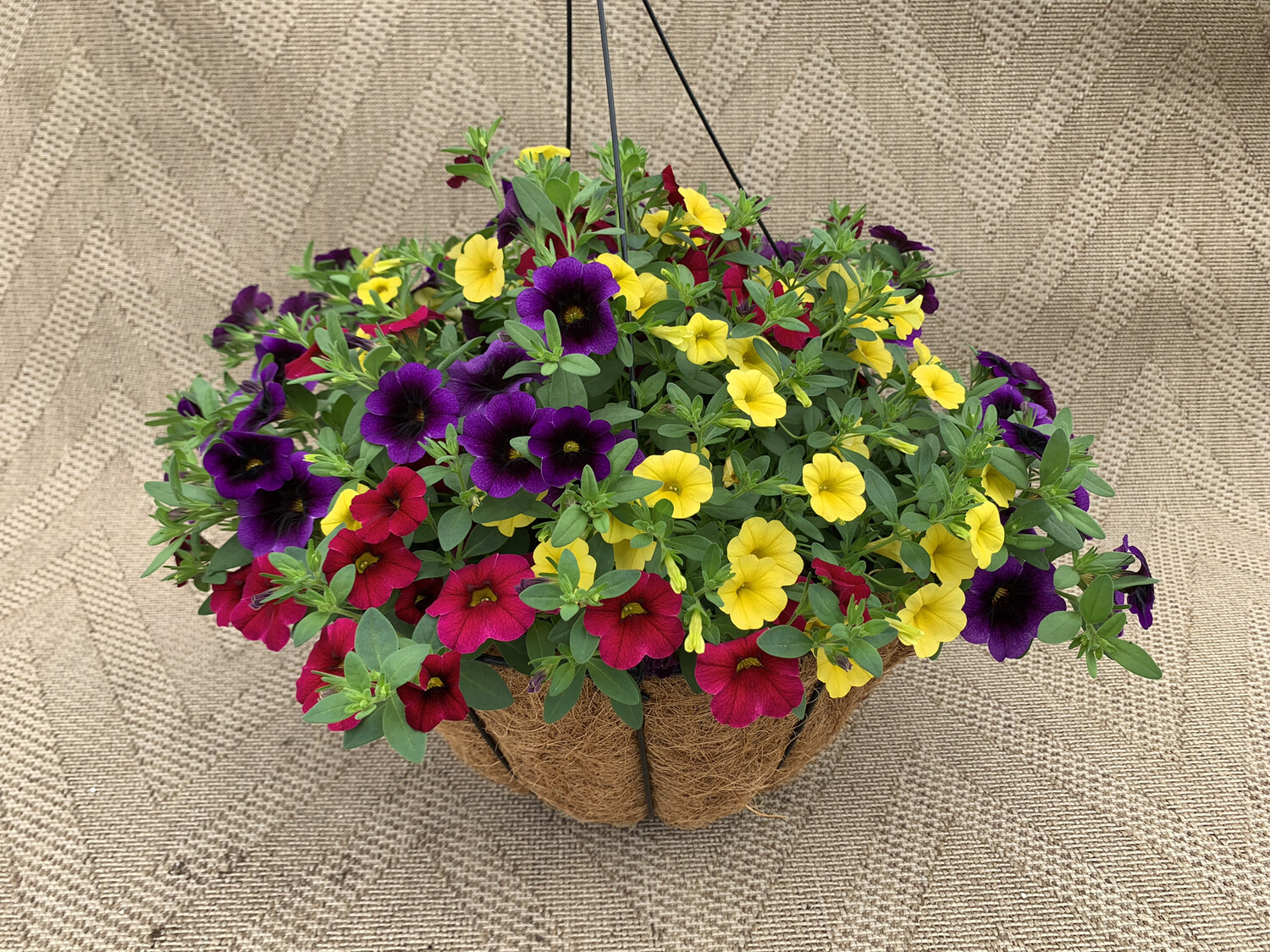 Calibrachoa Mixed: Cherry Red, Blackberry Punch, Yellow - 14" Coco-Moss Basket