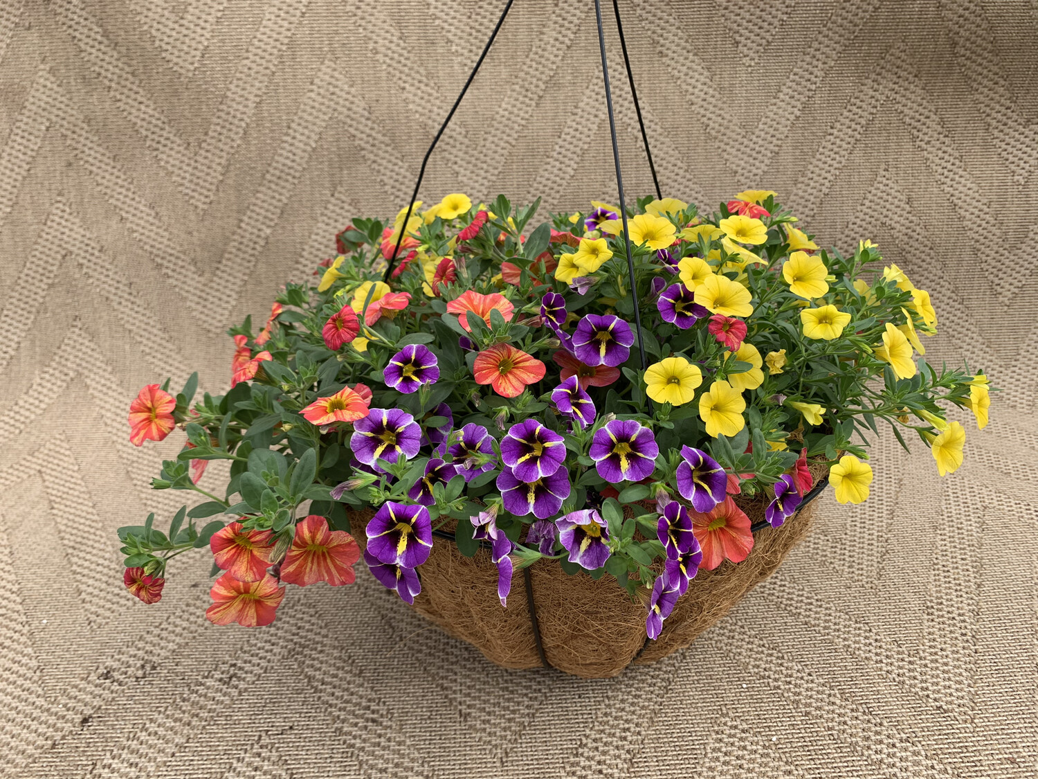 Calibrachoa Mixed: Tropical Sunrise, Evening Star, Yellow - 14" Coco-Moss Basket