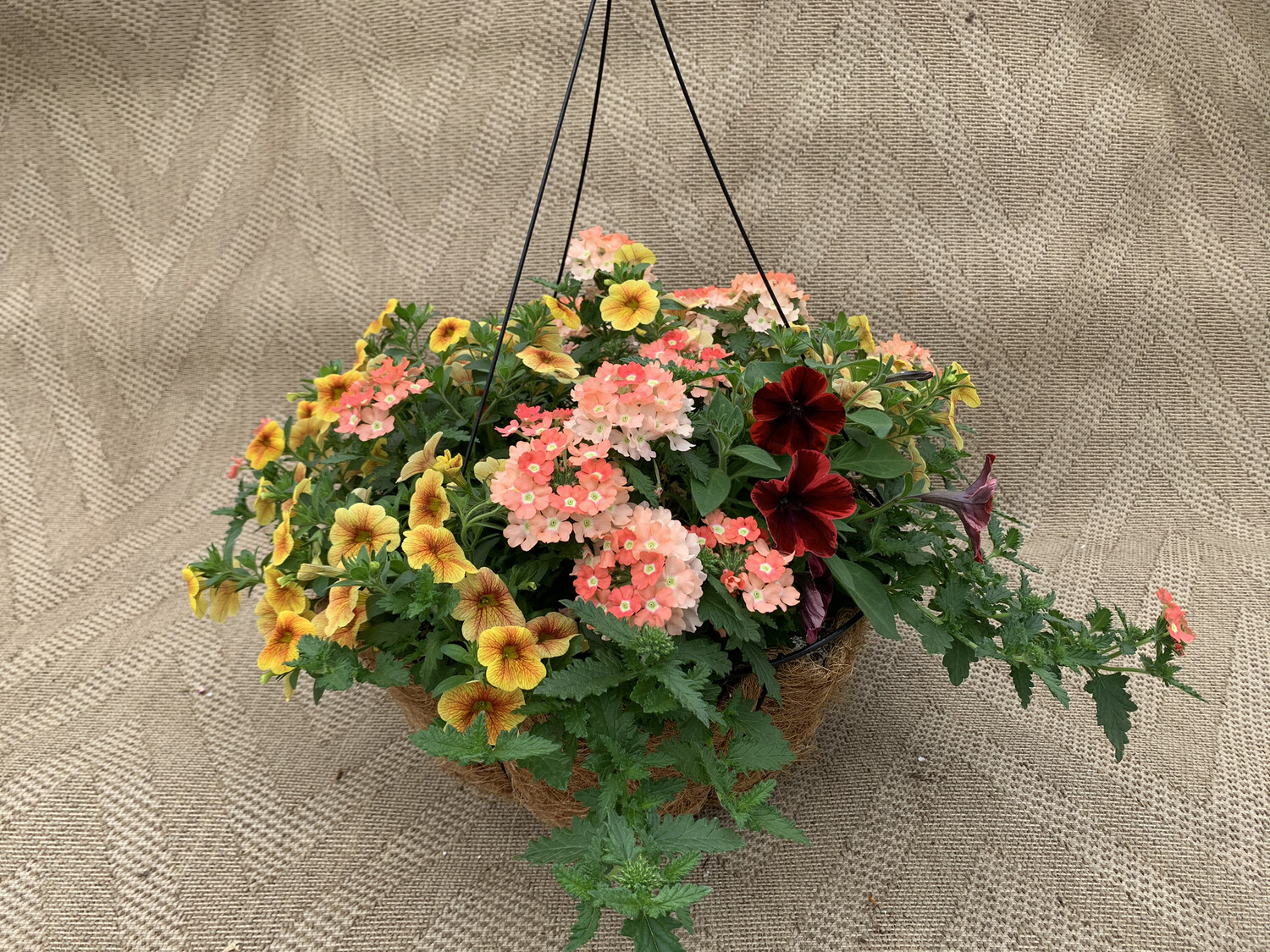 Confetti Pumpkin Spice - 14" Coco-Moss Basket