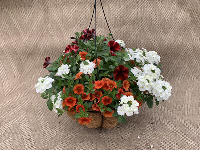 Confetti Fireflash - 14" Coco-Moss Basket