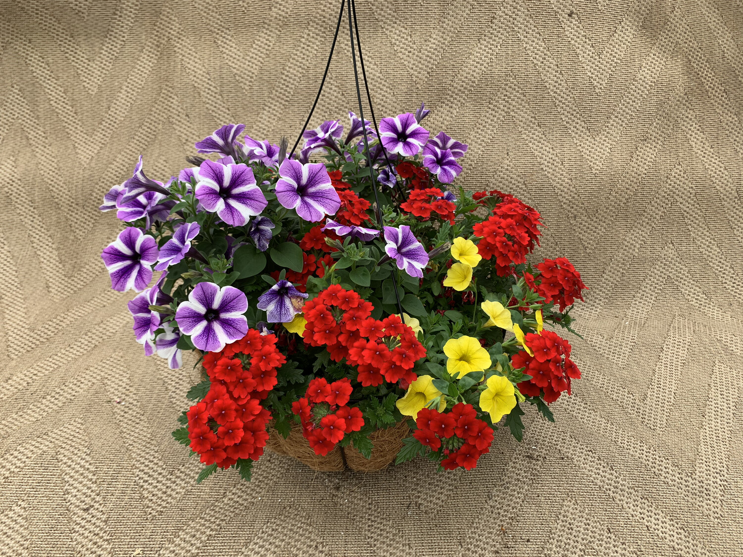 Confetti Playdate - 14" Coco-Moss Basket