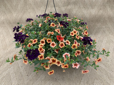 Confetti Calypso - 14" Coco-Moss Basket