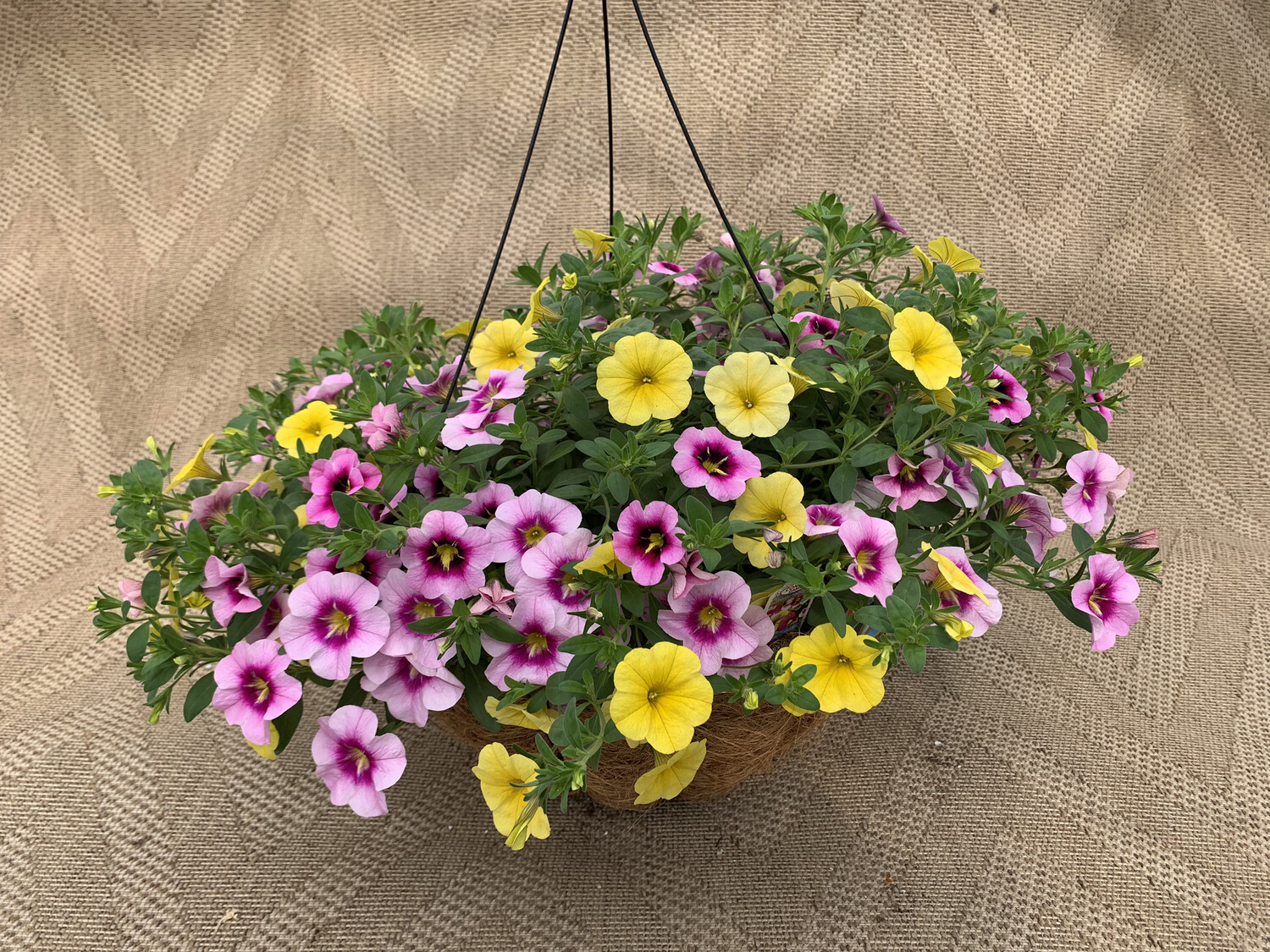 Confetti Summer Solstice - 14" Coco-Moss Basket