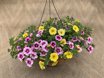 Confetti Summer Solstice - 14" Coco-Moss Basket