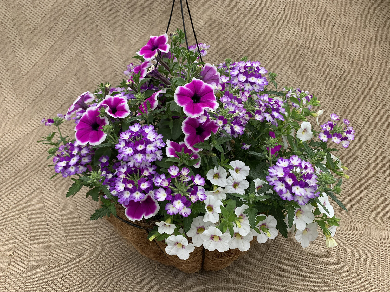Confetti Walk in the Clouds - 14" Coco-Moss Basket