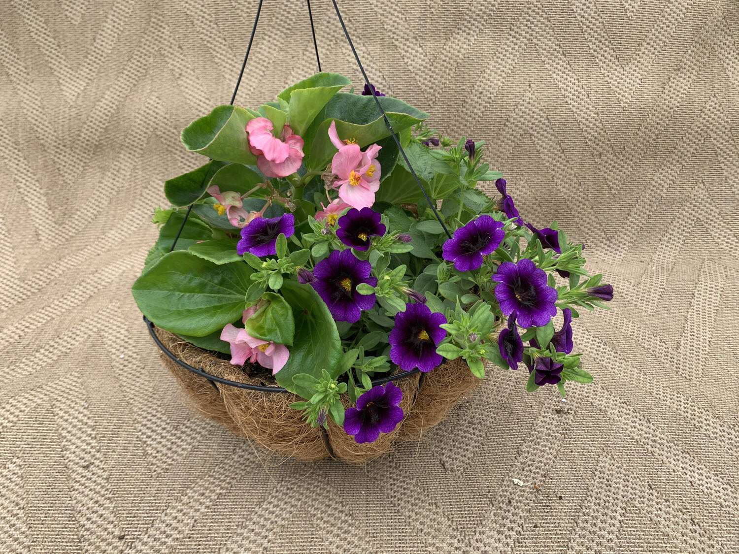 Nashville Dragon Wing Red in center, Lantana Red, Grape Punch Calli - 14" Coco-Moss Basket