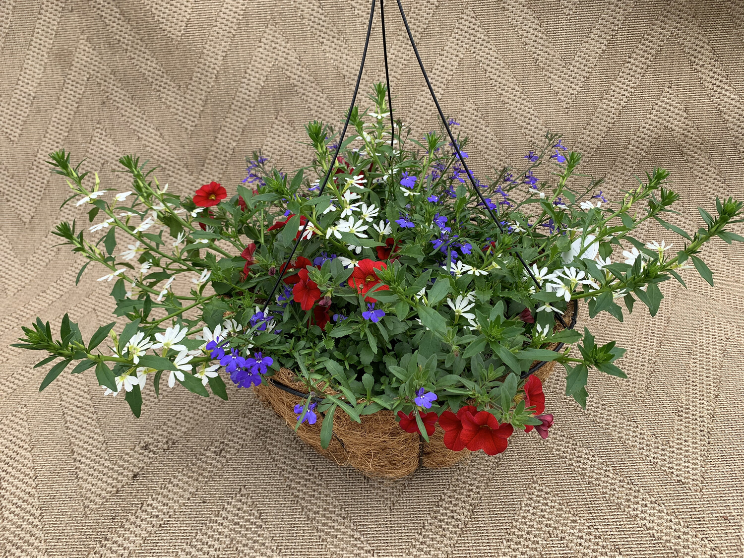 Proven Winners Heroes Among Us - 14" Coco-Moss Basket