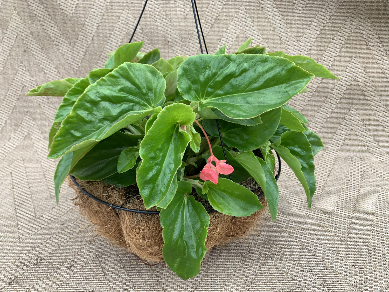 Begonia Dragon Wing - 14" Coco-Moss Basket