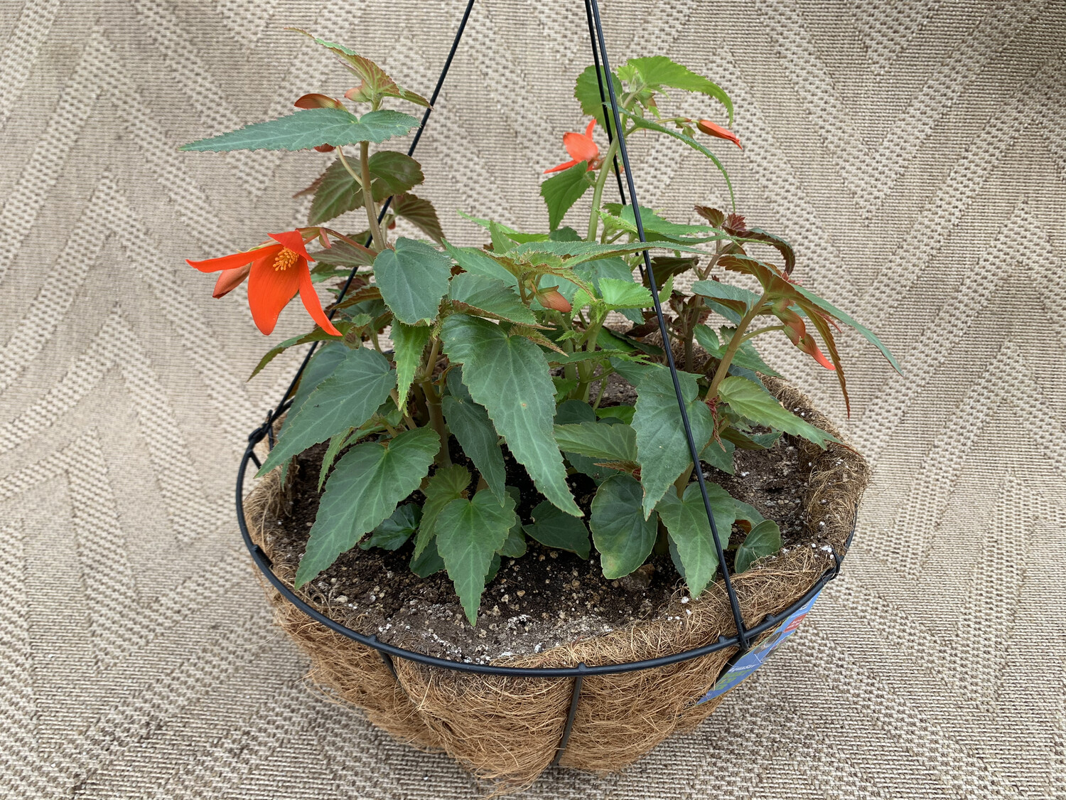 Begonia Santa Cruz - 14" Coco-Moss Basket