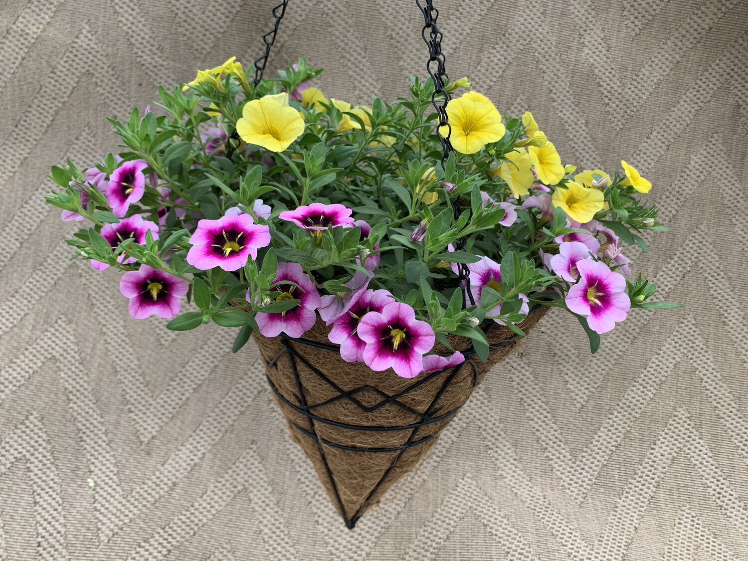 Confetti Summer Solstice 12″ Cone to our virtual