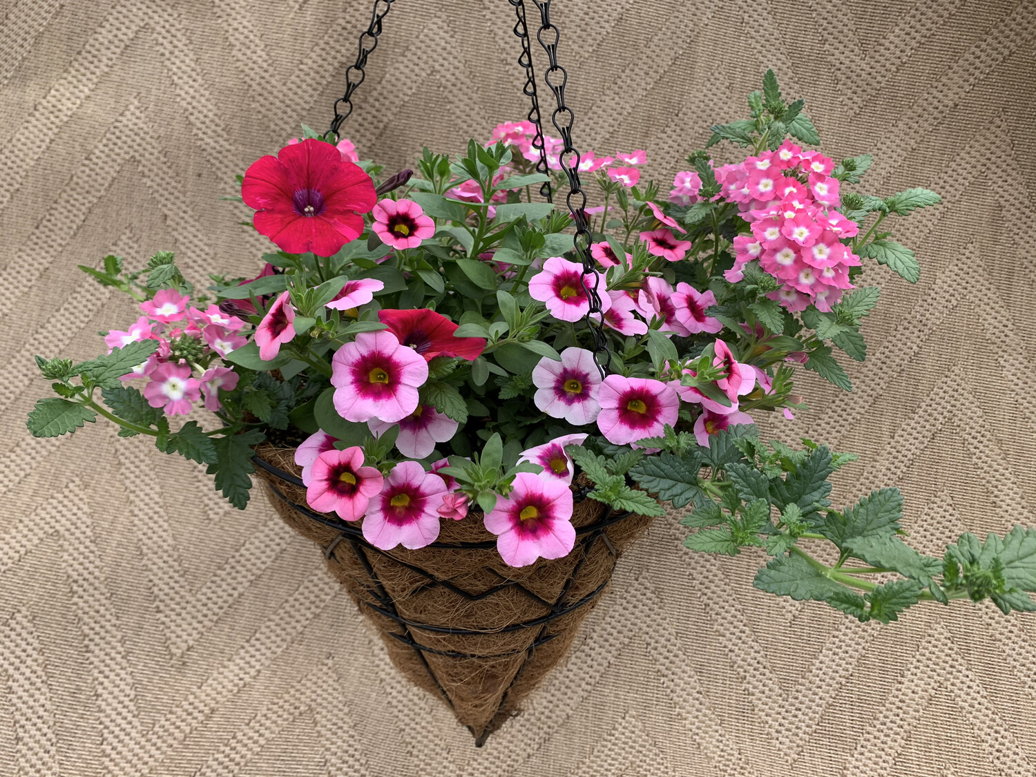 Confetti Hot Pink Jazz - 12" Coco-Moss Cone