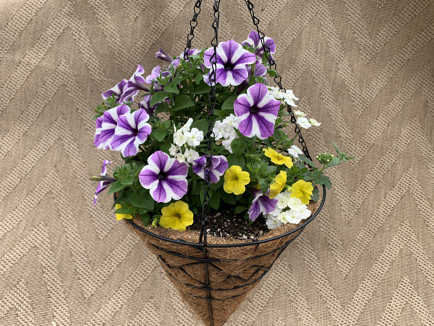 Confetti Blue Danube - 12" Coco-Moss Cone
