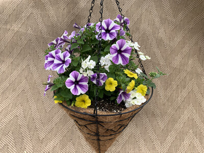 Confetti Blue Danube - 12" Coco-Moss Cone
