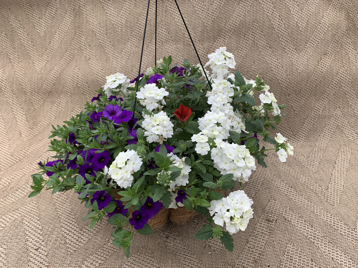 Confetti Patriot - 16" Coco-Moss Basket