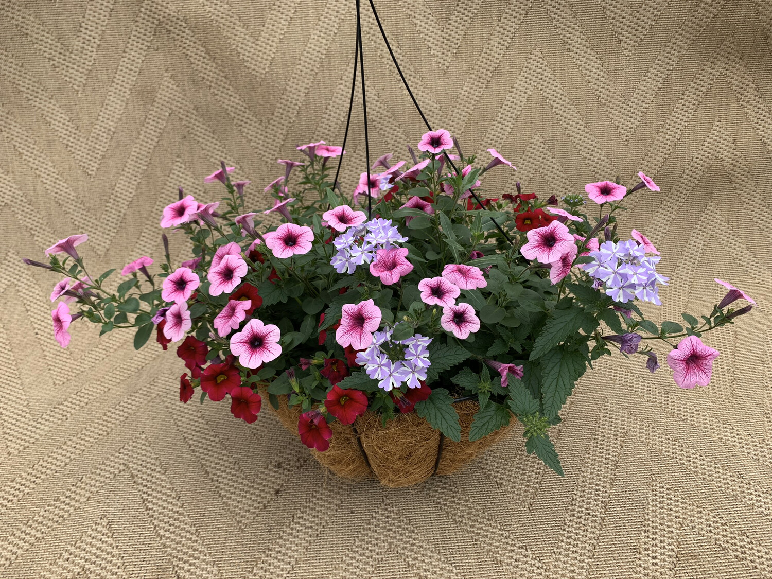 Proven Winners Fairy Frenzy - 16" Coco-Moss Basket