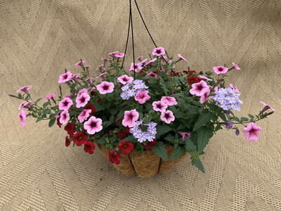 Proven Winners Fairy Frenzy - 16" Coco-Moss Basket