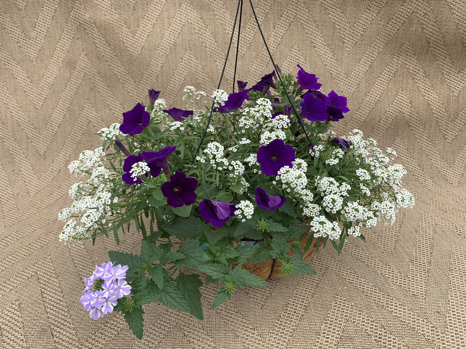 Proven Winners Royal Velvet, Lobularia,Superbena Stormburst - 16" Coco-Moss Basket
