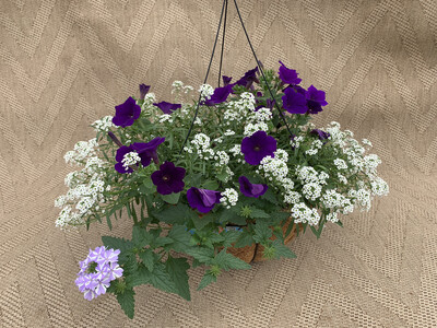 Proven Winners Royal Velvet, Lobularia,Superbena Stormburst - 16" Coco-Moss Basket
