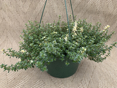 Thyme Foxley - 10" Plastic Hanging Basket