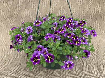 Calibrachoa Evening Star - 10" Plastic Hanging Basket