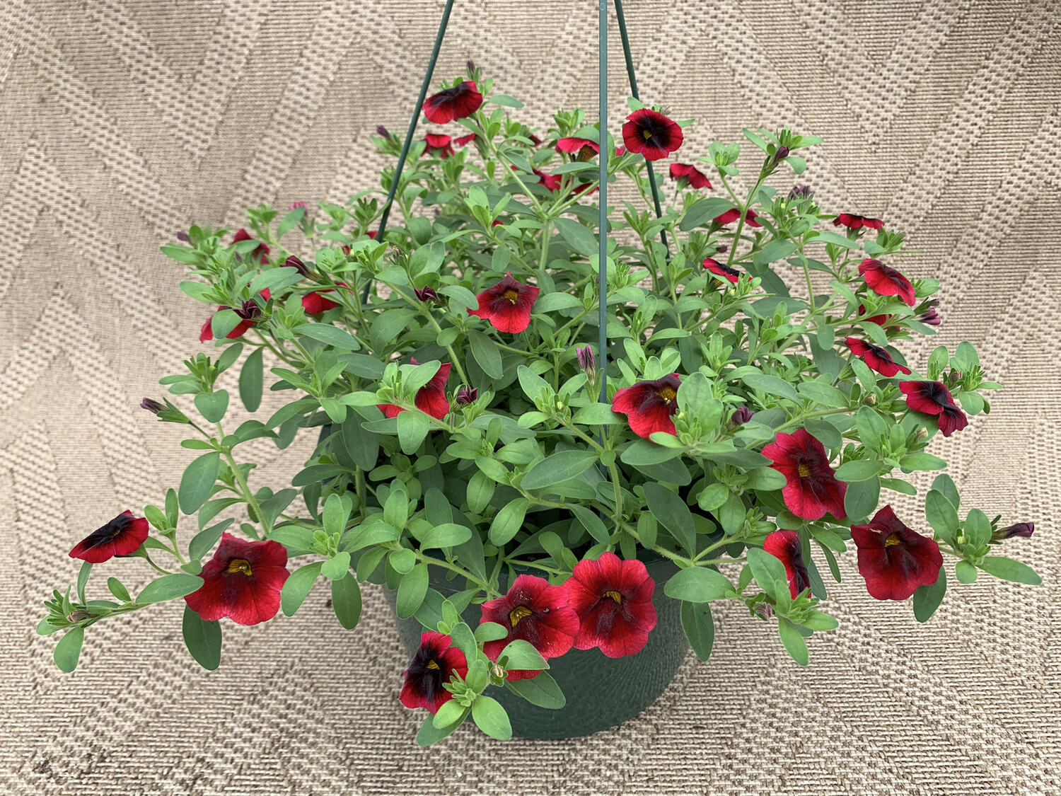 Calibrachoa Pomegranate - 10" Plastic Hanging Basket
