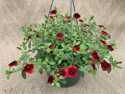 Calibrachoa Pomegranate - 10" Plastic Hanging Basket