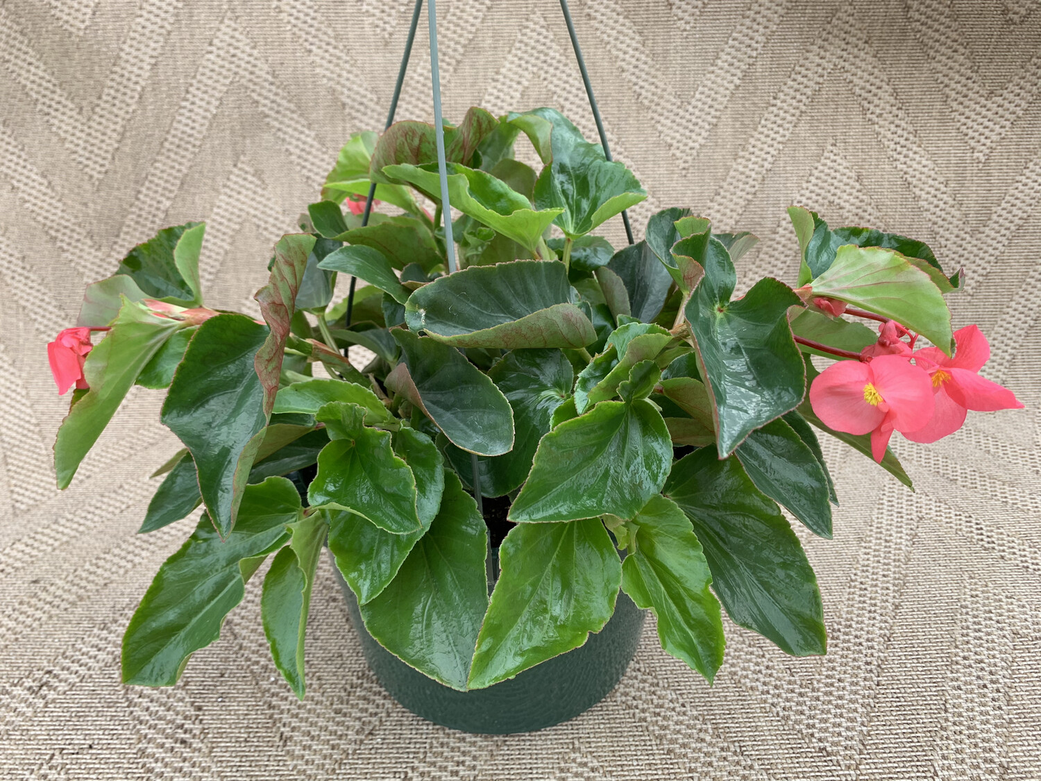 Begonia Dragon Wing - 10" Plastic Hanging Basket