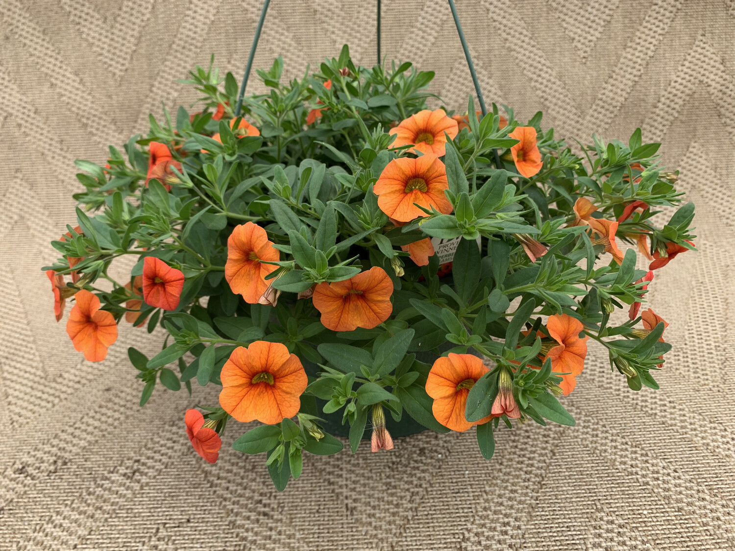 Calibrachoa Dreamsicle  - 10" Plastic Hanging Basket