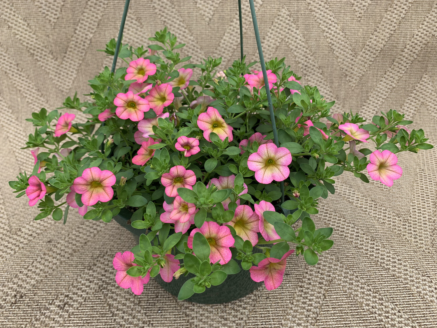 Calibrachoa Honeyberry - 10" Plastic Hanging Basket