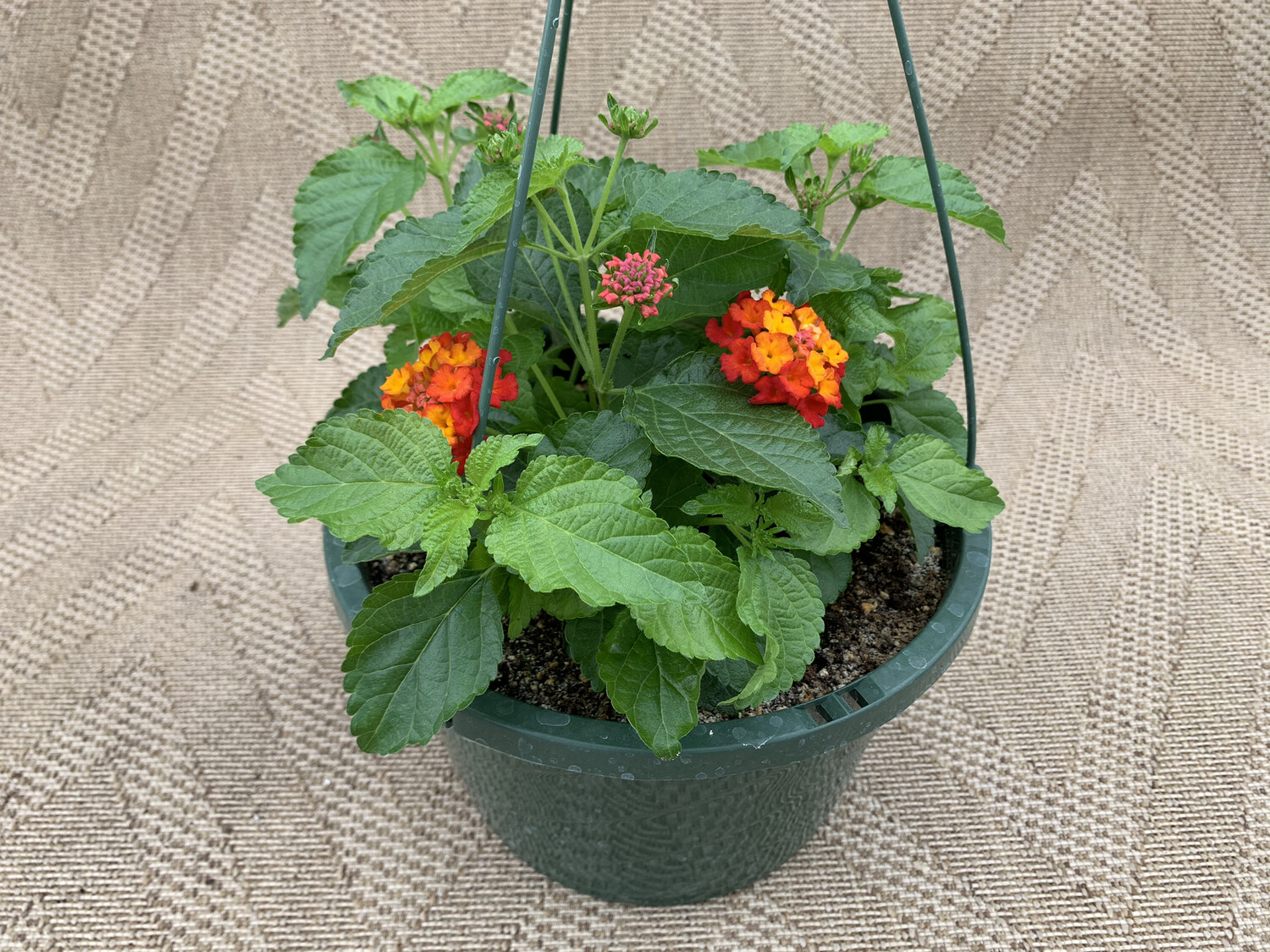 Lantana Bandana Red - 10" Plastic Hanging Basket
