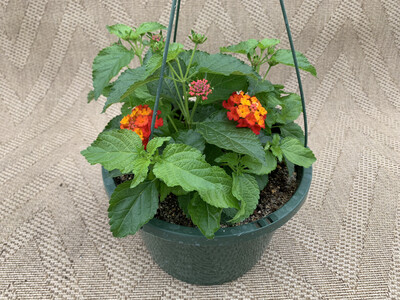 Lantana Bandana Red - 10" Plastic Hanging Basket