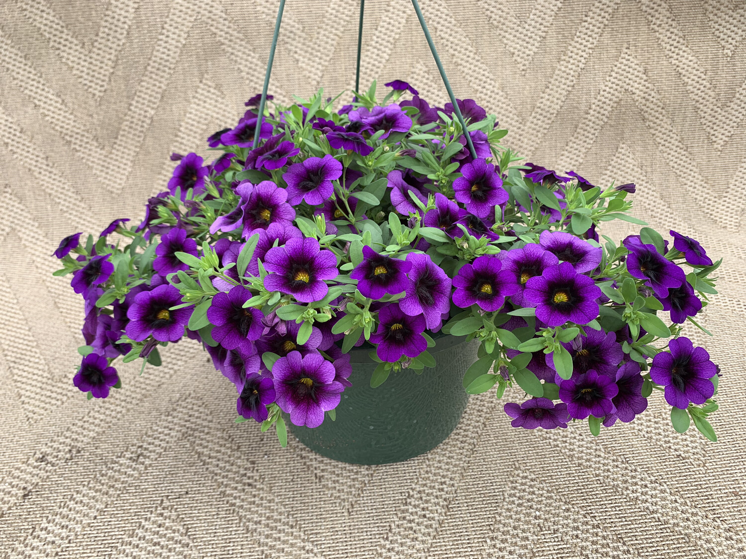 Calibrachoa Grape Punch - 10" Plastic Hanging Basket