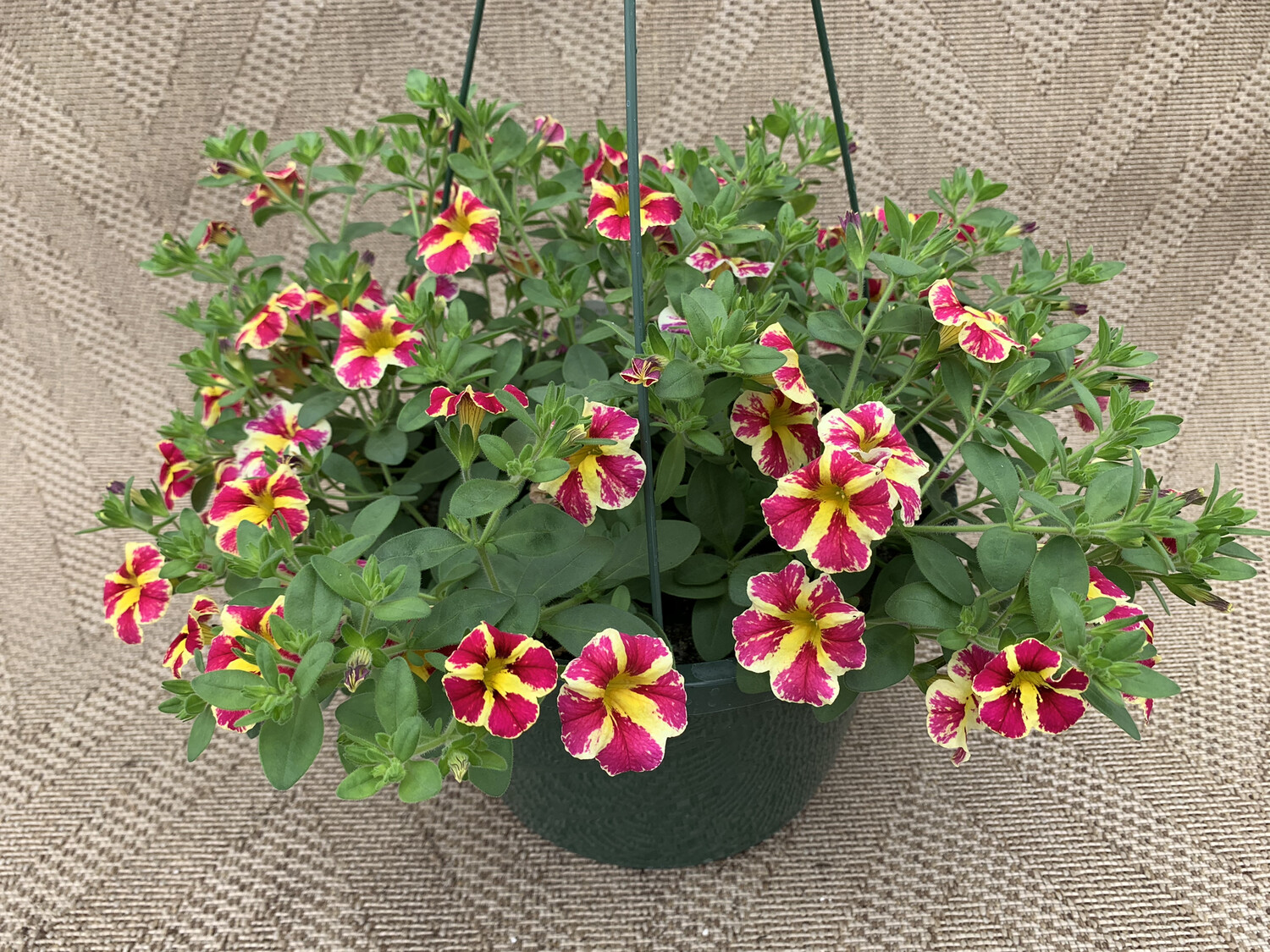 Calibrachoa Holy Moly - 10" Plastic Hanging Basket