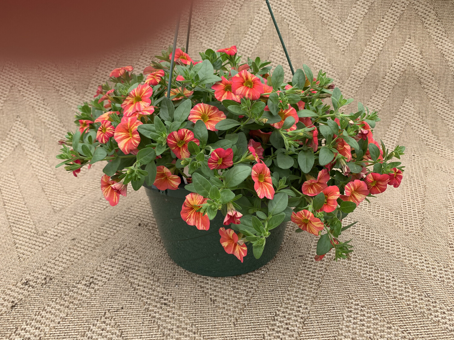 Calibrachoa Tropical Sunrise - 10" Plastic Hanging Basket