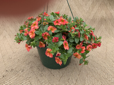 Calibrachoa Tropical Sunrise - 10" Plastic Hanging Basket