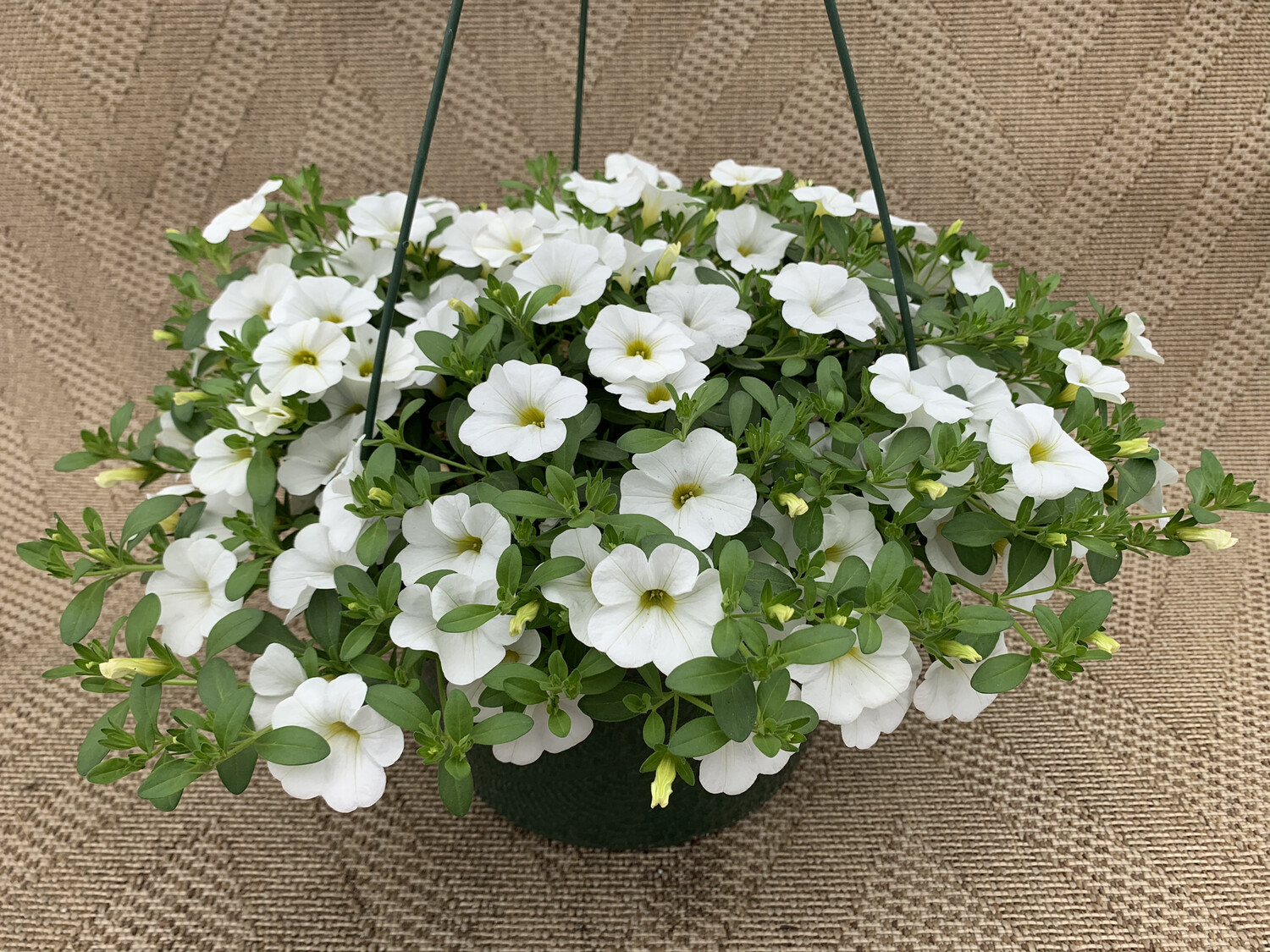 Calibrachoa White - 10" Plastic Hanging Basket