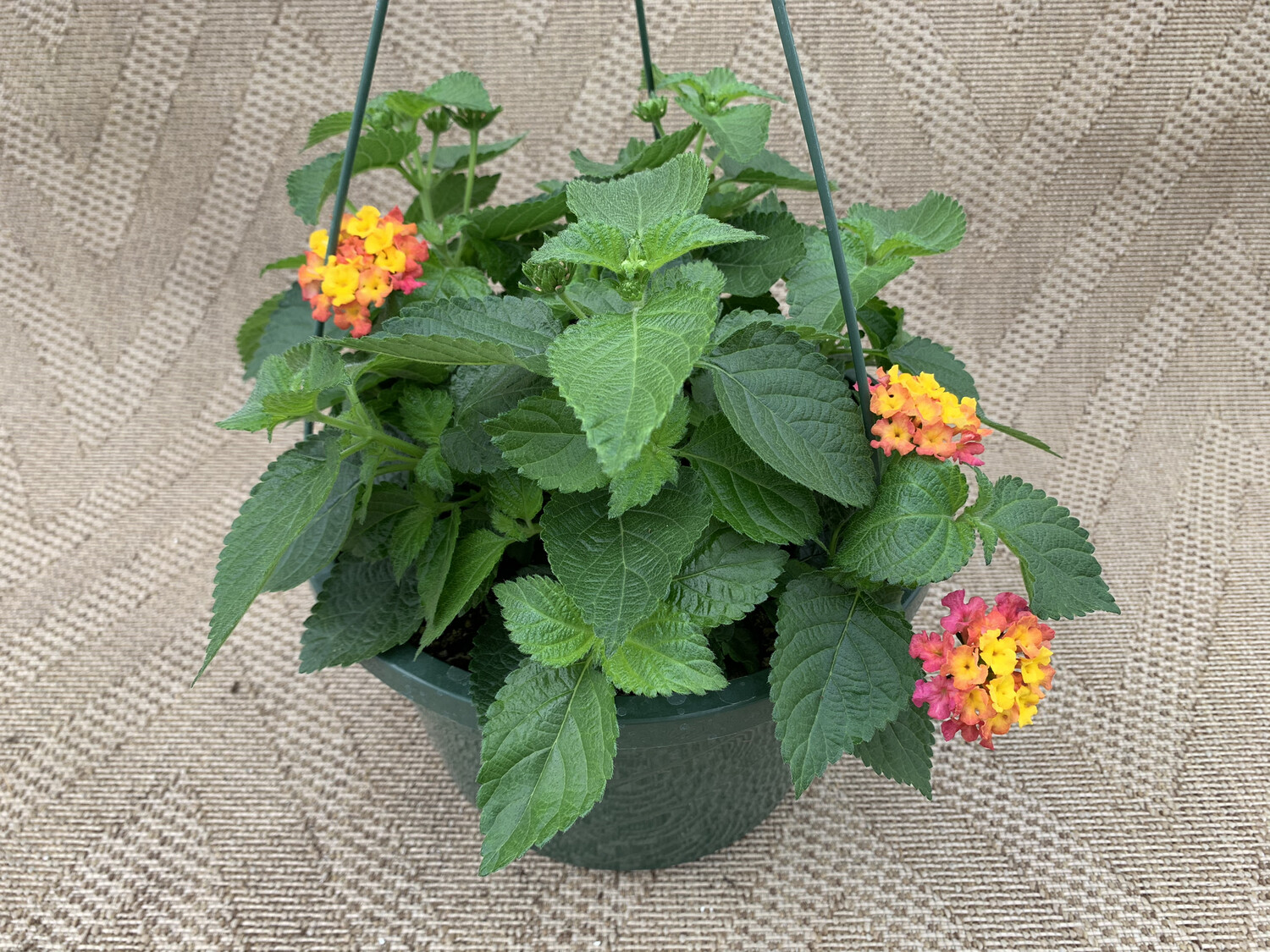 Lantana Bandana Cherry Sunrise - 10" Plastic Hanging Basket