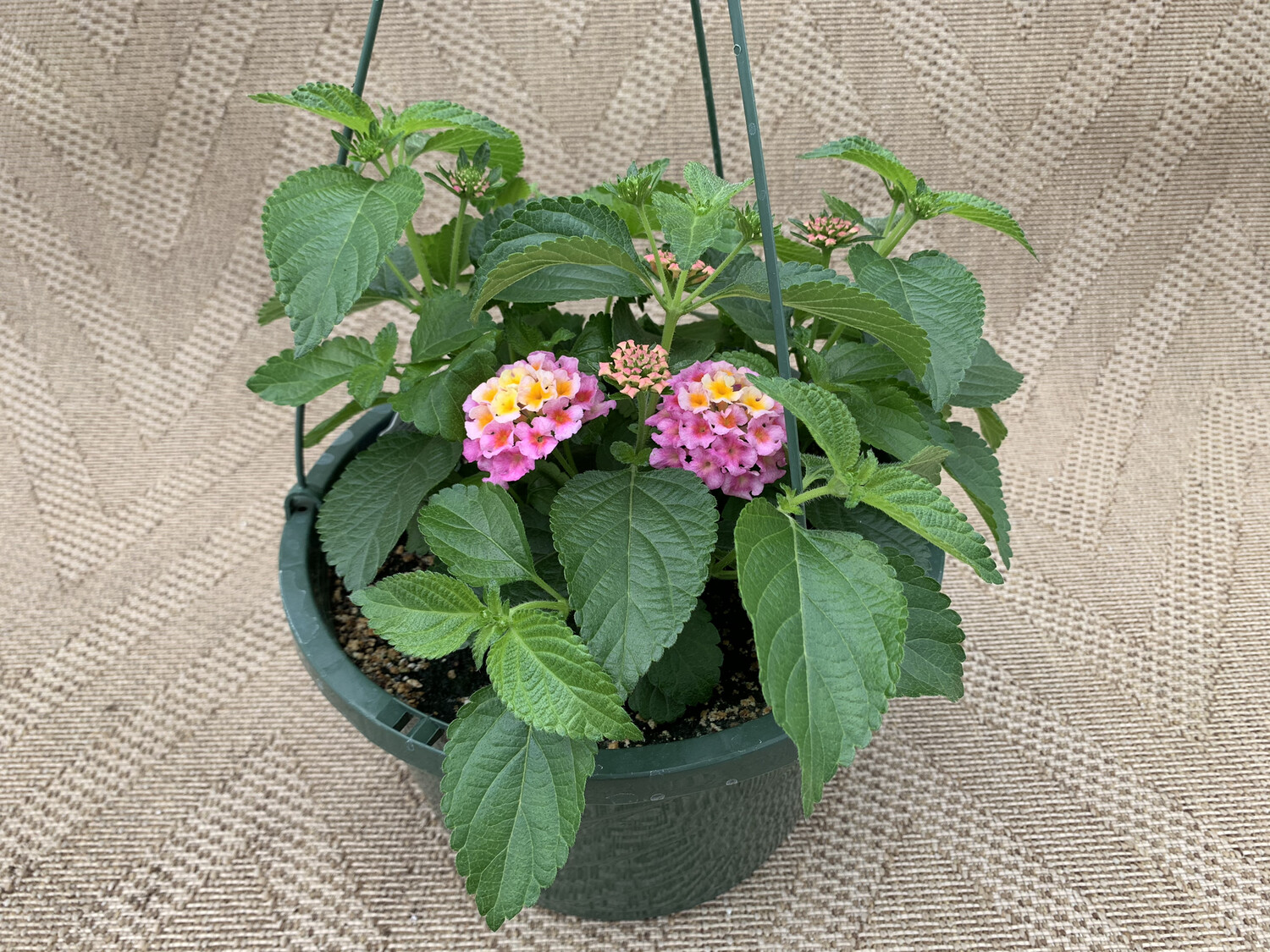 Lantana bandana pink - 10" Plastic Hanging Basket