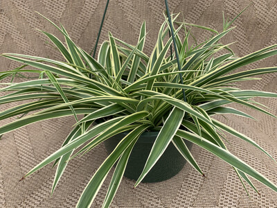Spiderplant Reverse - 10" Plastic Hanging Basket