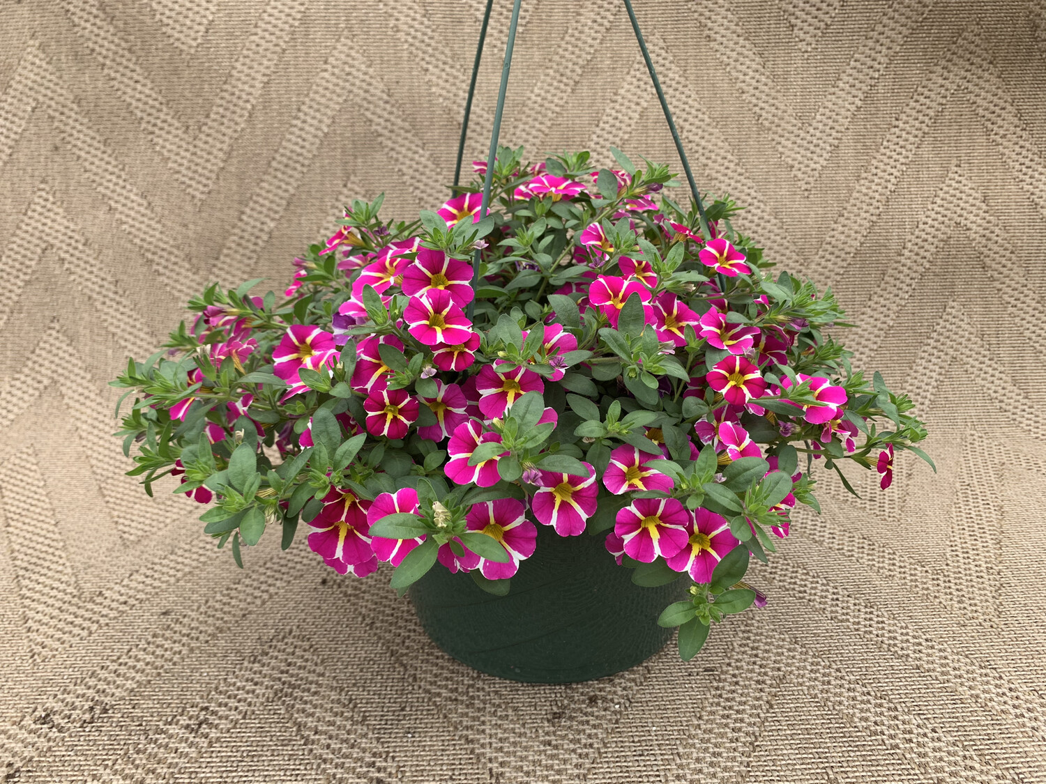 Calibrachoa Rising Star - 10" Plastic Hanging Basket