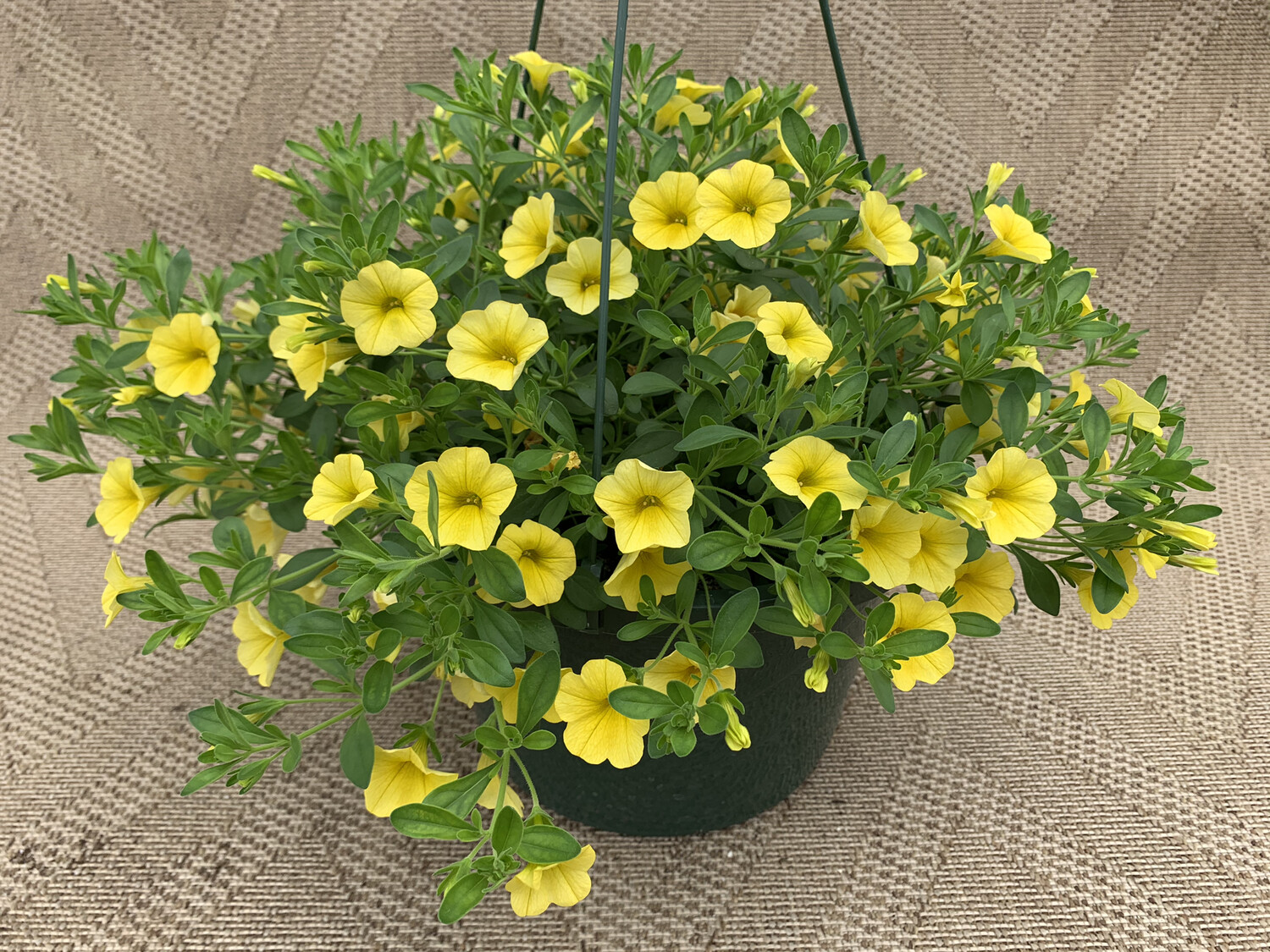 Calibrachoa Yellow - 10" Plastic Hanging Basket