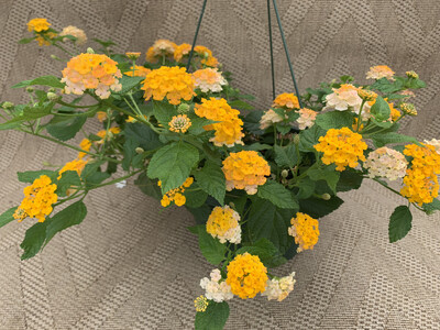 Lantana Knee High Orange - 10" Plastic Hanging Basket