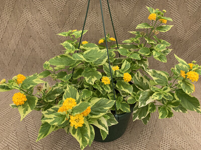 Lantana Samantha yellow - 10" Plastic Hanging Basket