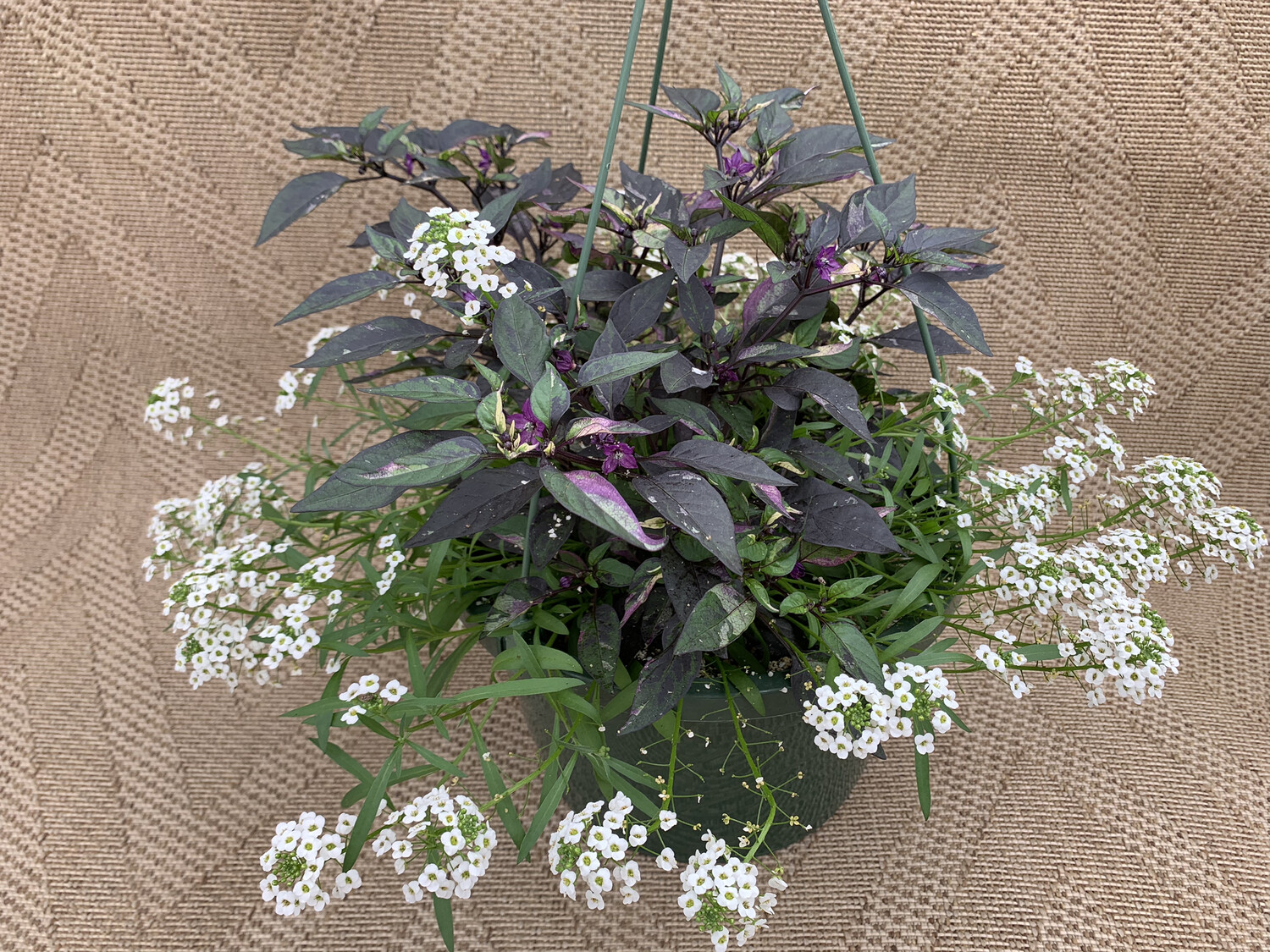 Pepper Purple Flash and Snow Princess Alysum - 10" Plastic Hanging Basket