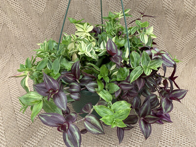 Wandering Jew combo - 10" Plastic Hanging Basket
