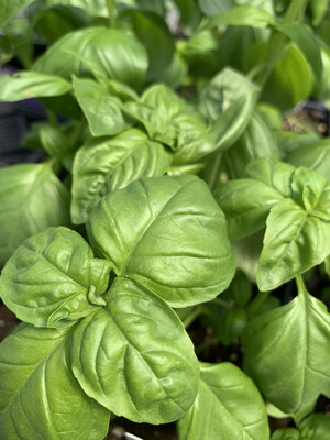 Basil