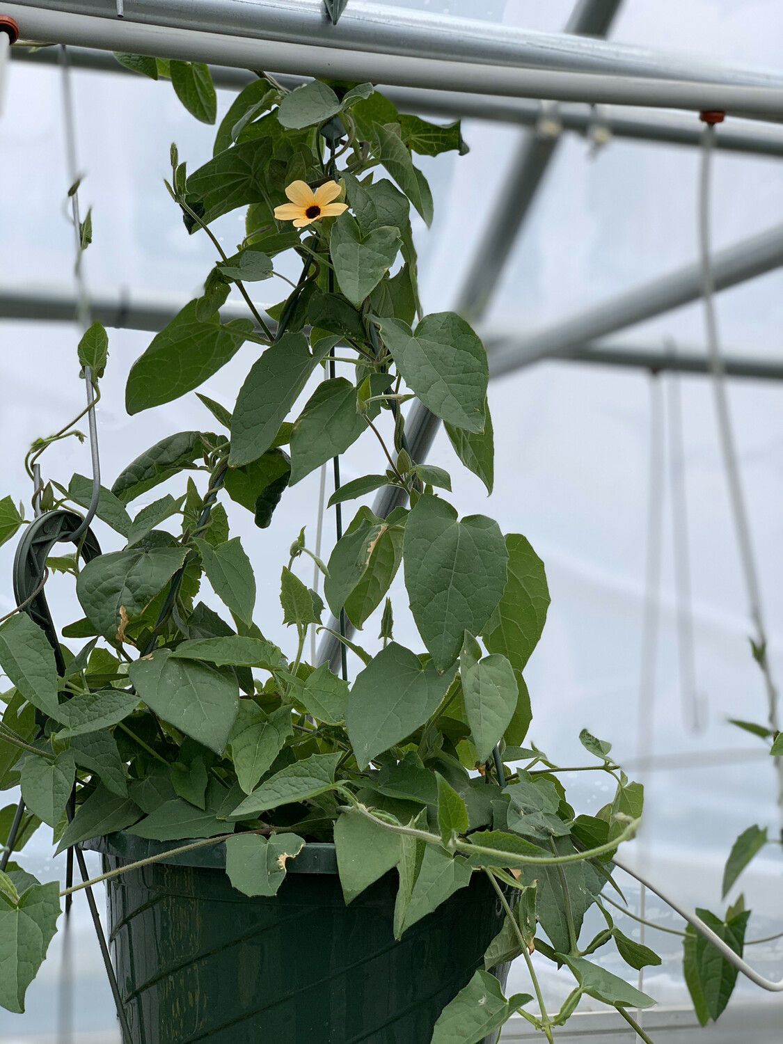 Black Eyed Susan Vine Spanish Eyes - 10" Plastic Hanging Basket