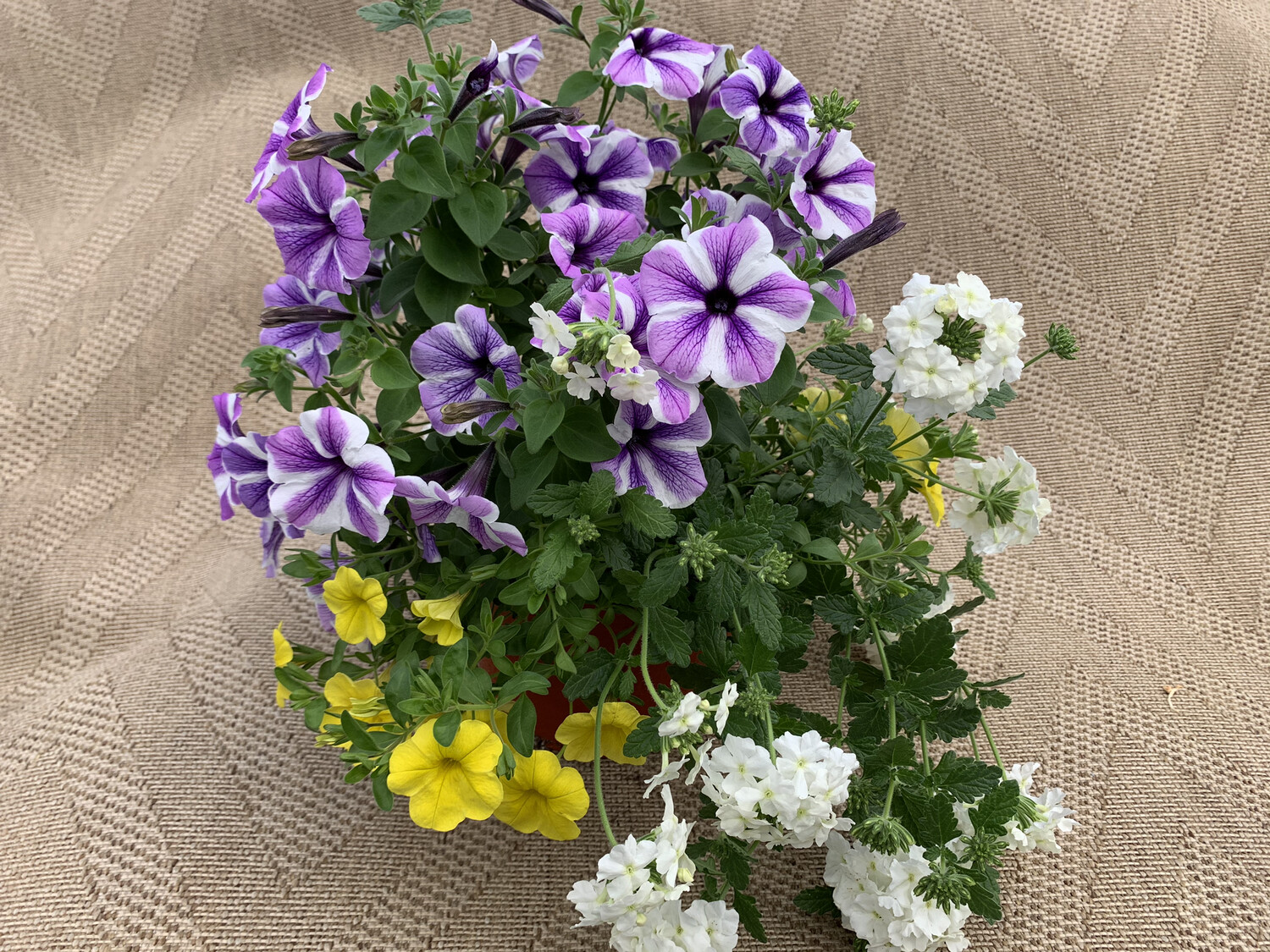 Confetti Blue Danube - 14" Coco-Moss Basket