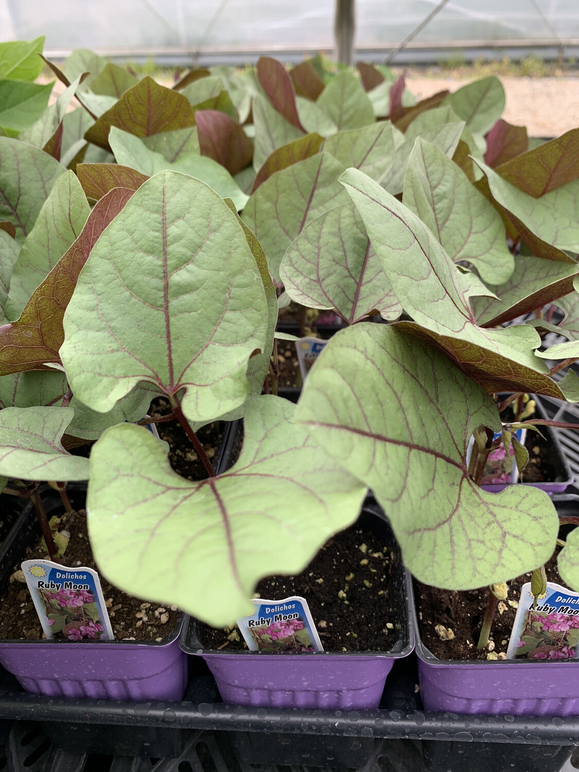 Hyacinth Bean Ruby Moon - 3.5 Hyacinth Bean Ruby Moon - 3.5" Pot